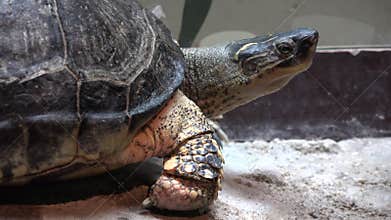 Turtles, Tortoises, Reptiles, Animals, Wildlife