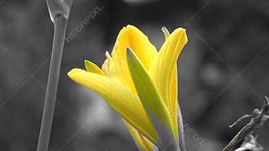 Flowers, Flowering Plants, Nature