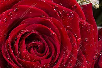 Red Rose - Valentines Day