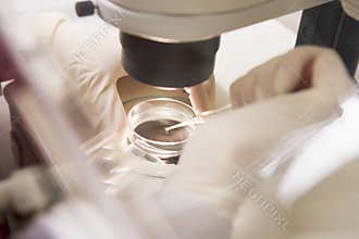 Embryologist transfering egg to special culture me
