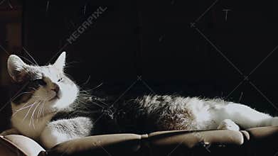 Cat Lying on a Couch Losing his Hairs When someone come to Flatter it