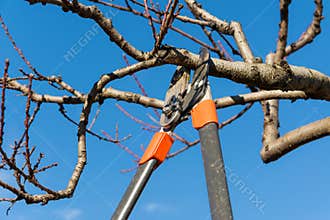 Pruning tree