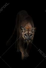 Puma in the dark