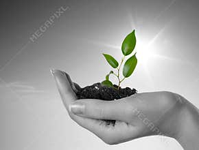 Hand with a plant on a background of the blue sky