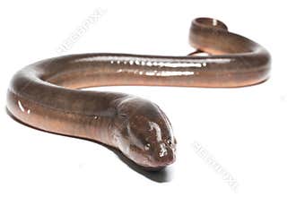 Fresh thailand eel
