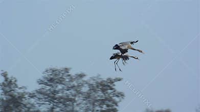 Cranes landing in a field