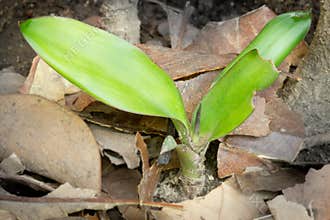 New born plant