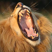 Lion yawn.