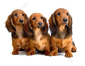 Three Longhair dachshund puppies