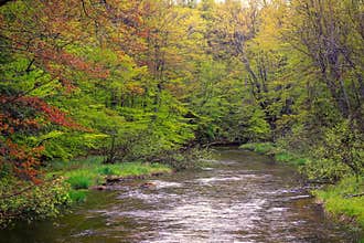Tree Lined River in Springtime