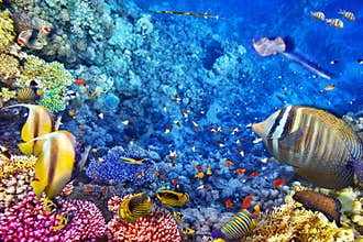 Underwater world with corals and tropical fish.