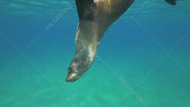 Australian fur seal in slow motion underwater HD. Pinnipedia. pusillus doriferus