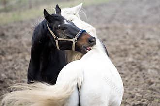 Horse grooming