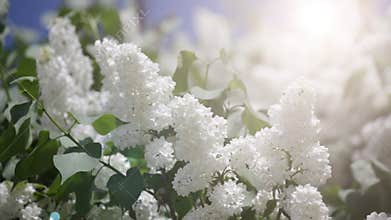 Branch of a white lilac