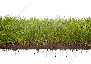 Grass dewdrops