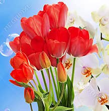 Fresh red tulips and flowers orchid.