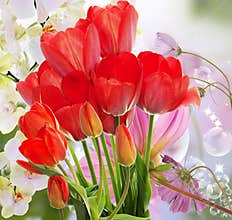 Fresh red tulips and flowers orchid.