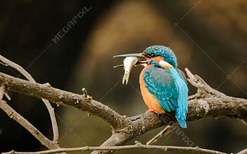 Kingfisher with Fish