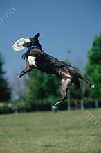Dog catching Frisbee at Canine Frisbee Contest, Los Angeles, California