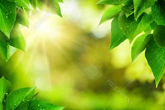 Nature background framed by green leaves