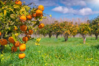 Sunny morning in orange garden in Sicily