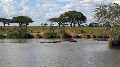 African landscape with hippo's