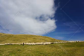Sheep