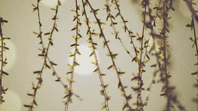 Willow Branches Swinging in the Wind on a Bright Day at The Beginning of the Spring,