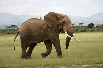 African elephant in Amboseli