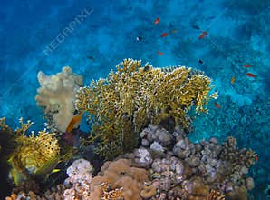 Fire coral on the reef in the Red Sea