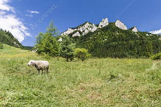 Sheep on mountain meadows