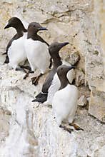 Living on the Ledge