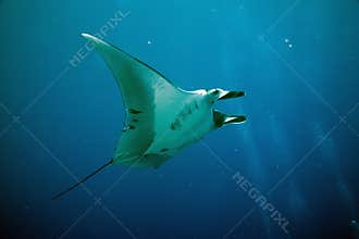 Manta (manta birostris)