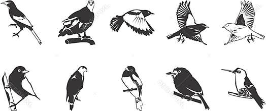 Drawings of birds
