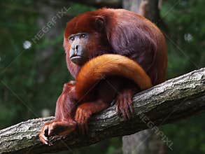 Red howler monkey