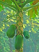 Papayas on tree