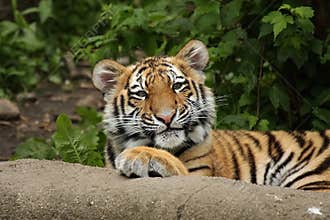 Funny Tiger Cub