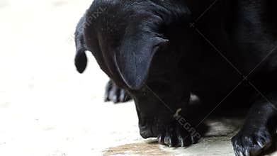 Dog is licking its foot