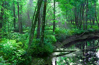 Lush Green Forest, Sun Rays and Swollen River - Off Rt. 302 Fryeburg, Maine - June, 2014 - by Eric L. Johnson Photography