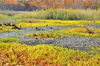 Fall Morning Bog - Loeminster, Ma Oct, 2014 - by Eric L. Johnson Photography