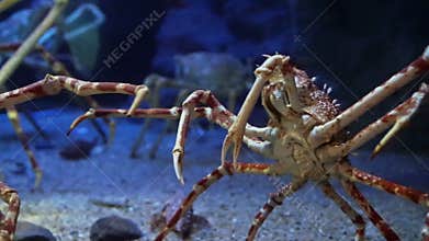 King Crab at aquarium ocean dark blue bottom