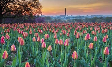 Hillside Tulip Garden Arlington Virginia