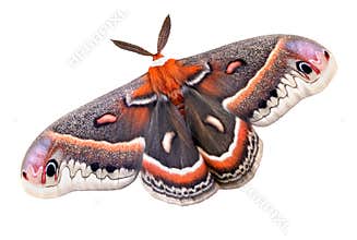 Cecropia moth on white