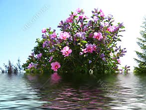 Pink & lily flowers reflected in water