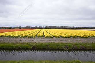 Yellow Tulip field
