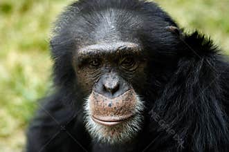 Animal - Chimpanzee (Pan Troglodyte)
