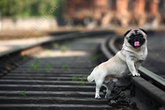 Pet dog
