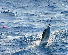 Sailfish Jumping