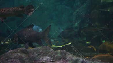 Amazon underwater biotope