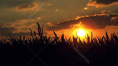 Female Farmer in Cultivated Agricultural Wheat Field in Sunset